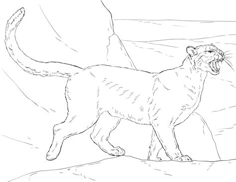 Cougar Coloring Page Colouringpages