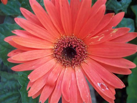 One Of The Gerbera Daisys I Had On The Porch Also One Of My Favorite