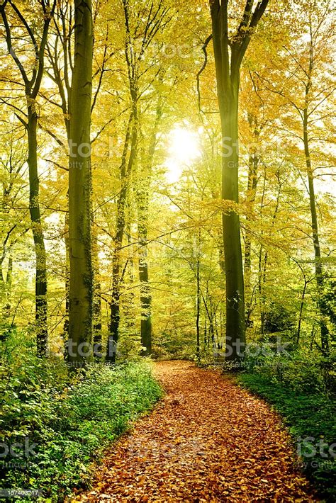 Sunny Forest Path Stock Photo Download Image Now Istock