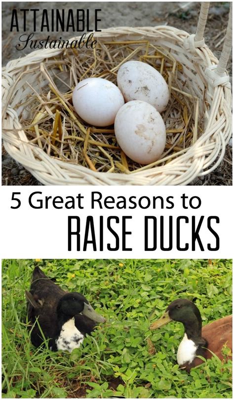 Duck Eggs Are Just One Of Many Reasons To Add Ducks To Your Little