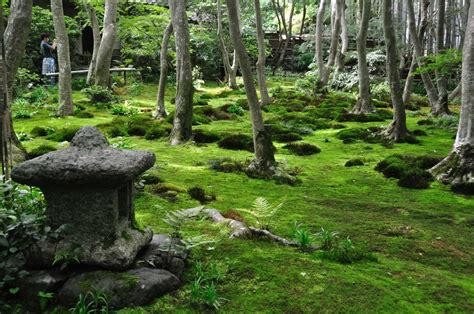 Pin By Sonja Mccanless On Wanderlust Moss Garden Japanese Garden