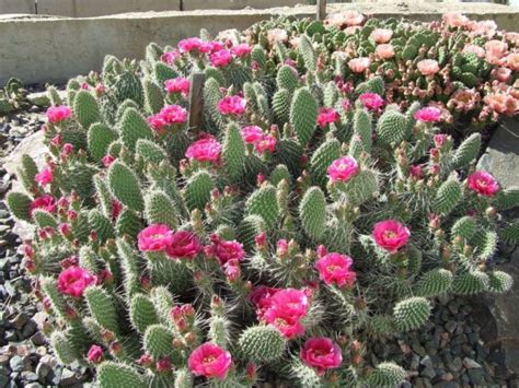 How to propagate cactus from cuttings: Opuntia polyacantha (Plains Prickly Pear) | Cactus flower ...