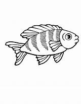 Coloring Pages Fish Marine Clipart Printable Sea Animal Animals Cartoon Koi Tropical Cod Coy Color Puffer Cute Library Rainbow Seahorse sketch template