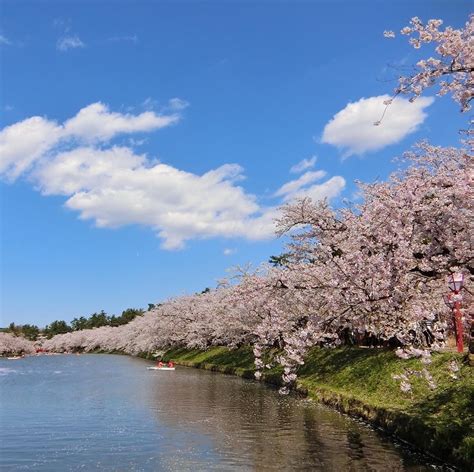 Bunga sakura merupakan bunga nasional jepang yang hanya mekar pada musim semi (biasanya maret sampai juni). Jadwal Mekar Bunga Sakura di Jepang 2020, Jangan Sampai ...
