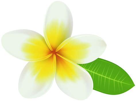 Plumeria Clip Art 10 Free Cliparts Download Images On Clipground 2024