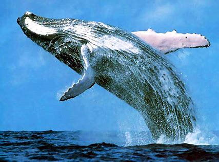 The massive blue whale's size is what makes it the largest mammal on earth. Quasia: Big Blue Whale