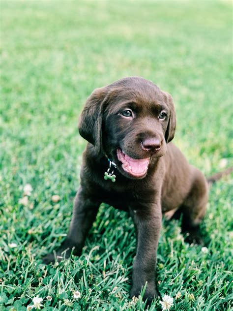 Baby Chocolate Labs Wallpapers Wallpaper Cave