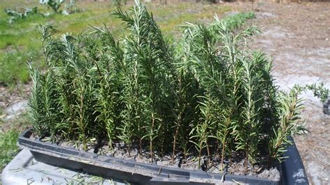 How To Grow Rosemary Plant From Cuttings