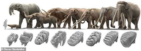 Mammoths And Mastodons Were Pushed To Extinction By Climate Change