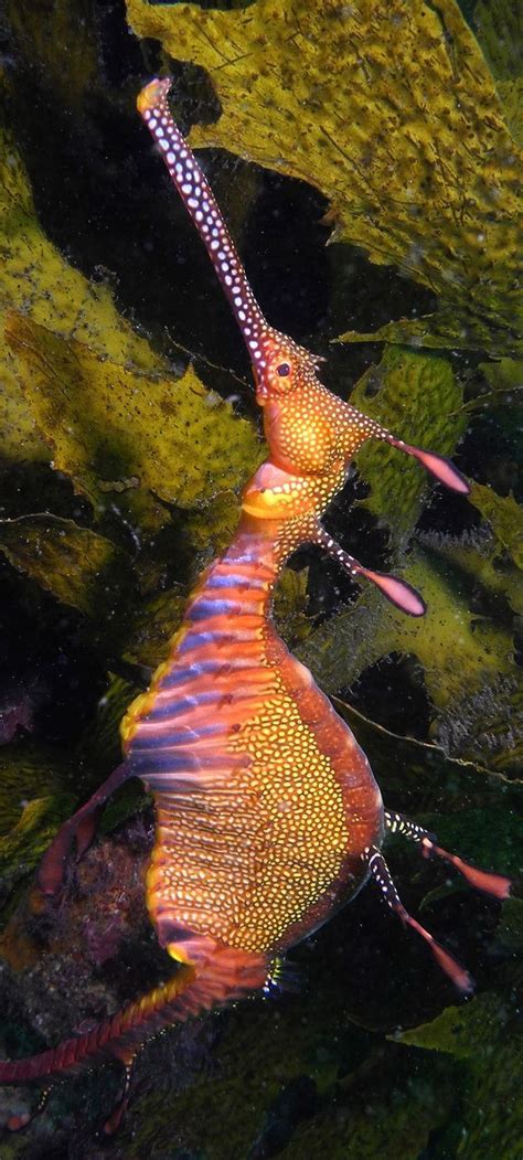 Majestic 25 Amazing Deep Sea Photos