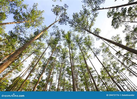 High Trees In The Forest Stock Photo Image Of Blue Country 59472776