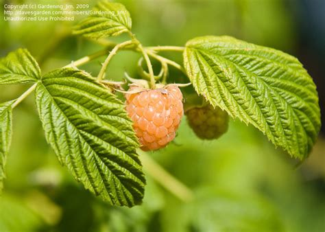 We did not find results for: PlantFiles Pictures: Raspberry, Red Raspberry, European ...