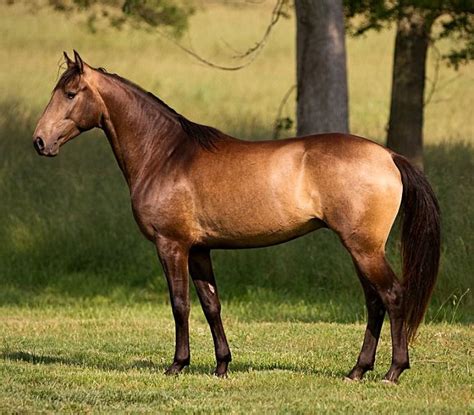 Sooty buckskin with a long mane and tail. Lusitano mare. photo: Daniel Scott Morris. | Horses ...