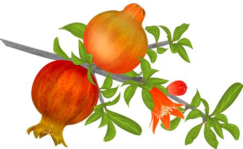 Free Pomegranates Vector PNG | Free PSD,Vector,Icons | Pomegranate vector, Vector, Pomegranate ...
