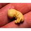 Hand Holds An Aborted Human Foetus Aged 8 Weeks  Stock Image P680