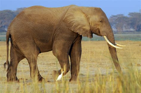 African Bush Elephants Loxodonta Africana Amboseli Nati Flickr