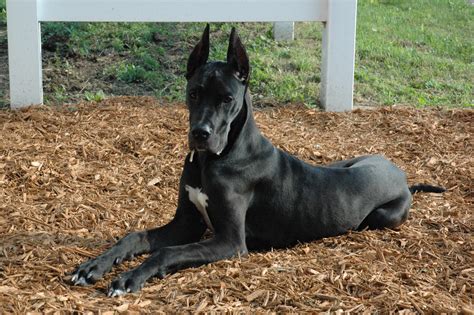 Great Dane Dog Breed Information Pictures And More