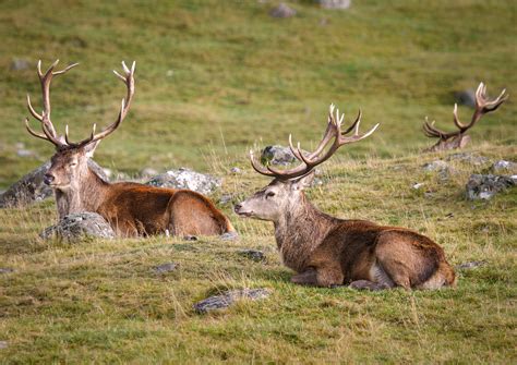 Mcnairn Photography Scottish Highland Wildlife Park