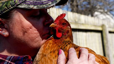 Cdc Recommends Owners Avoid Chicken Kissing To Prevent Salmonella