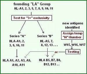 Hl Series A And B Png History Human Ankylosing Spondylitis