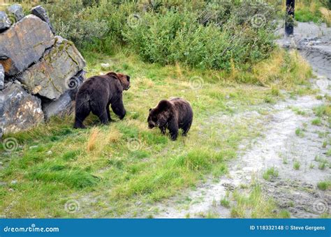 Grizzly Bears In Alaska Stock Photo Image Of Alaska 118332148