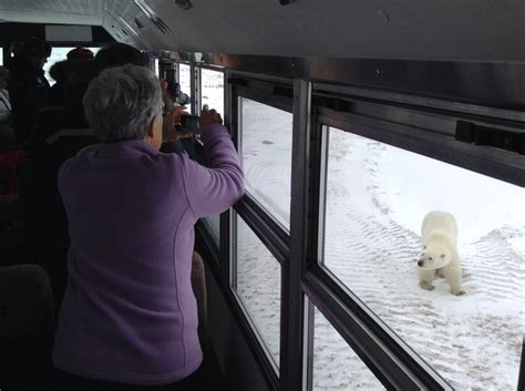 Arctic Wildlife In Churchill Churchill Polar Bears