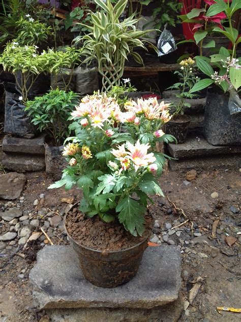 Jenis bunga edelweis (bunga senduro). Unduh Gambar Bunga Krisan Ungu