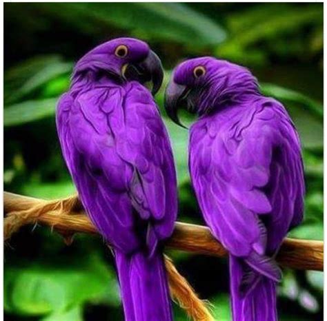 Pin By Carol Gutierrez On Natures Beauty Purple Bird Purple Birds