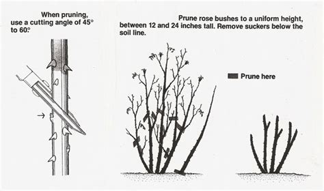 How To Prune Rose Bushes Hirerush Blog