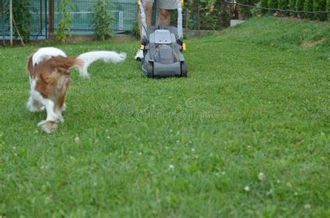 Lawn Mower And Dog Stock Photo Image Of Work Lawnmower 74922716