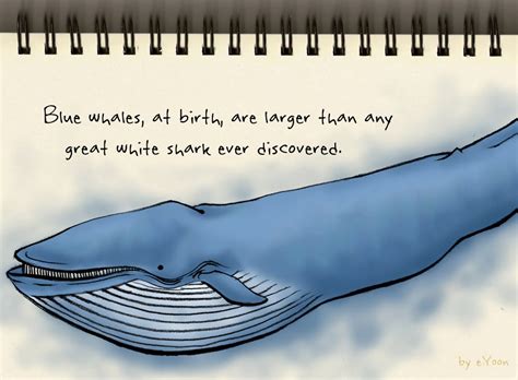 Like whale sharks, great whites give birth to live pups. trifacta: Blue-whale Babies Born Big