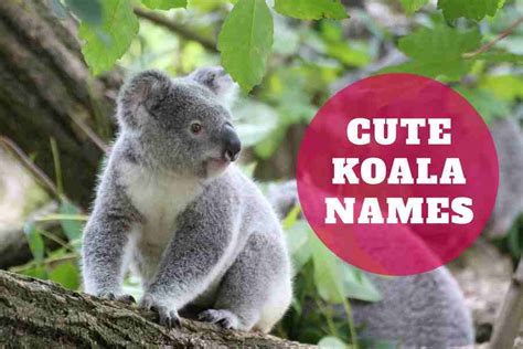 200 Cute Koala Names Koala Naming Trends Agape Press
