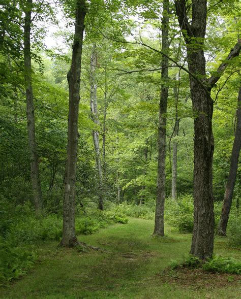 Improving the Quality of Connecticut's Forests for Birds and Wildlife ...