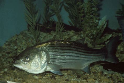 Everything You Want To Know About The Striped Bass