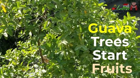 Guava Fruit Trees Starts Fruits In Hot Summer At Asim Garden Youtube