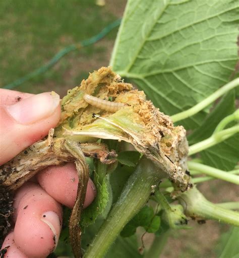 The Mighty Squash Vine Borer Gardening In The Panhandle
