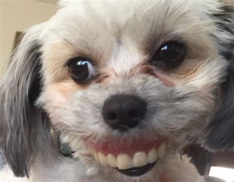 Funny Dog Pictures Dog Who Stole Her Owners Dentures