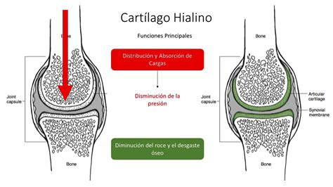 Biomecánica Del Cartilago Articular Youtube