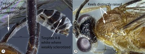 Key To Afrotropical Tetractenion Species Waspweb