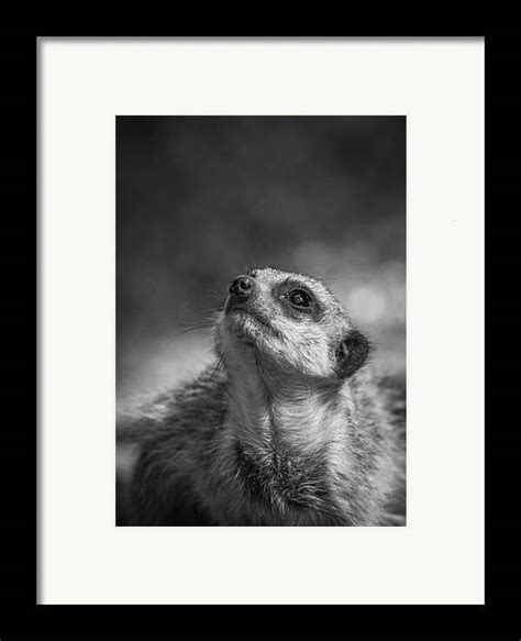 Portrait Of A Meerkat Framed Print By Tim Archer