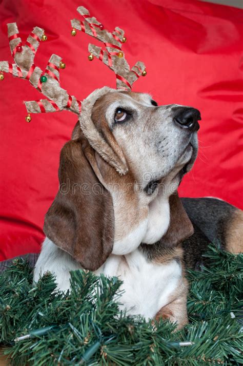 Basset Hound At Christmas Stock Photo Image Of Pets 44230840