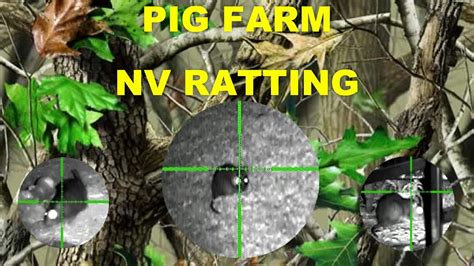 The air rifle is a very effective weapon for the control of rabbits and vermin. Rat shooting - Air rifle pest control - NV ratting at a ...
