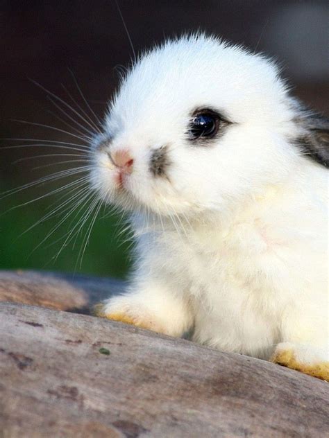 Free Download Cute White Baby Bunnies Hd Pictures 4 Hd Wallpapers