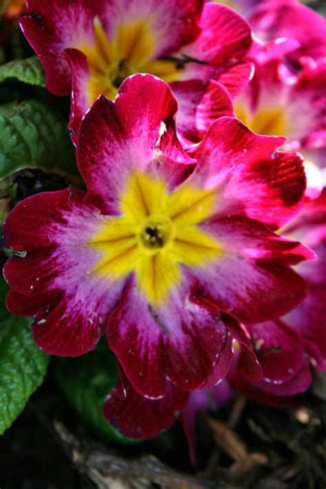 April Flowers Rhodieron Flickr