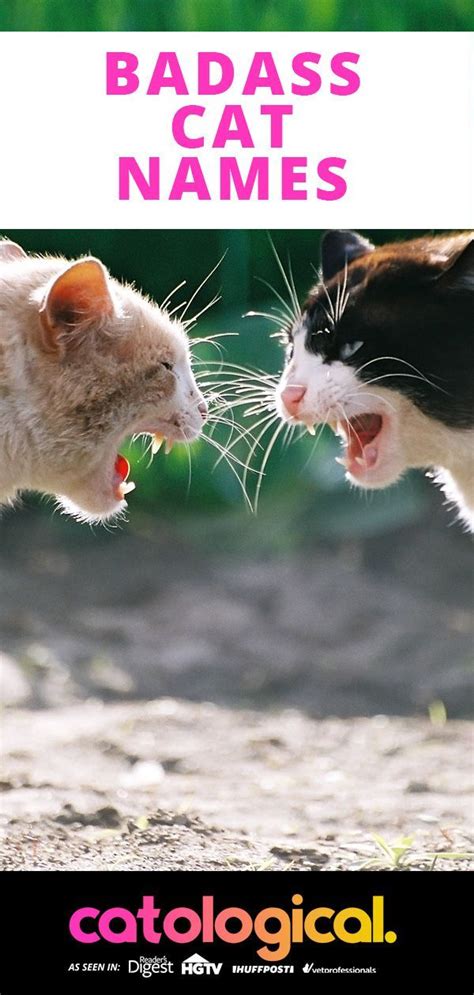 Plus it sounds cool too! Best 500+ Badass and Tough Cat Names For Male And Female ...