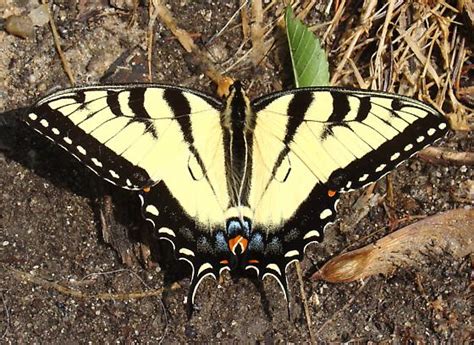 Eastern Tiger Swallowtail Papilio Canadensis Bugguide Net