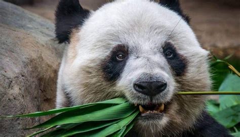 Are Pandas Dangerous Do Pandas Attack Humans Wild Explained
