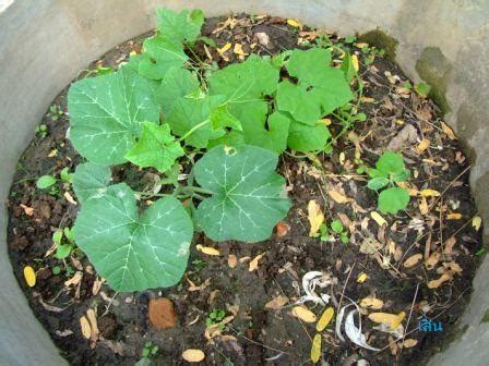 Common wormwood, mugwort ชื่ออื่น : มาตรวจการบ้านพี่แก่ ๒ | บ้านสวนพอเพียง