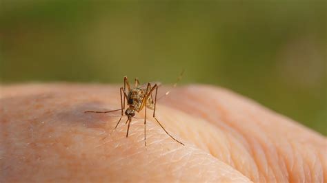 What Happens To Your Body When Its Bitten By A Mosquito