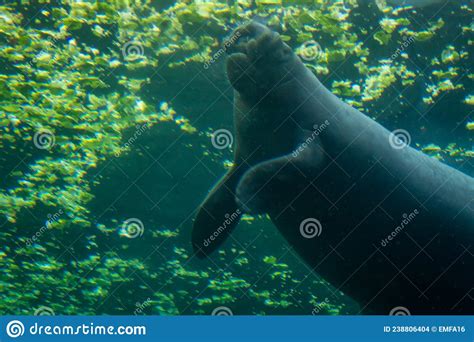 Manatee Swimming Underwater And Eating Lettuce Stock Photo Image Of